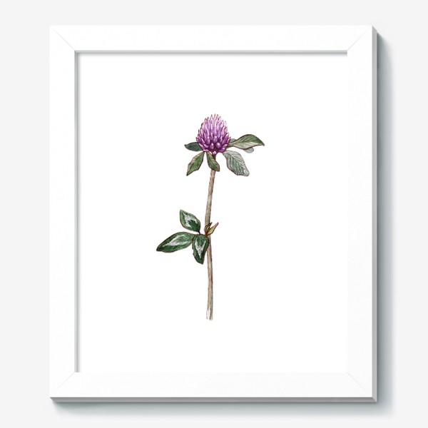 Картина «Ботаника. Цветок клевера»