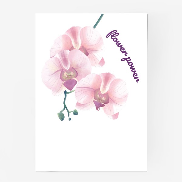 Постер «розовая орхидея»