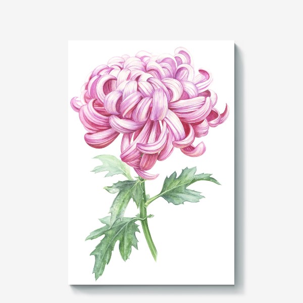 Холст «Хризантема розовая»