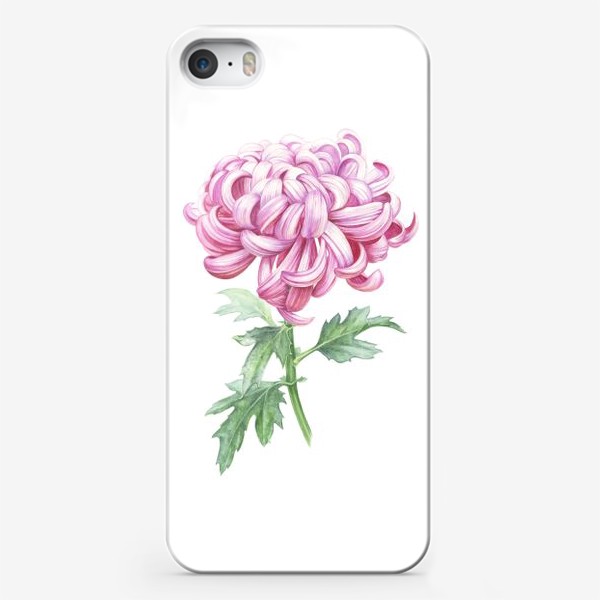 Чехол iPhone «Хризантема розовая»