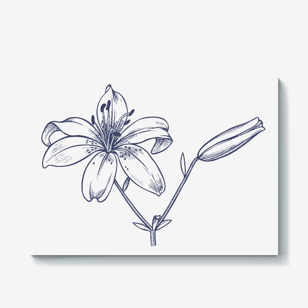 Холст «рисунок цветок лилии графика»