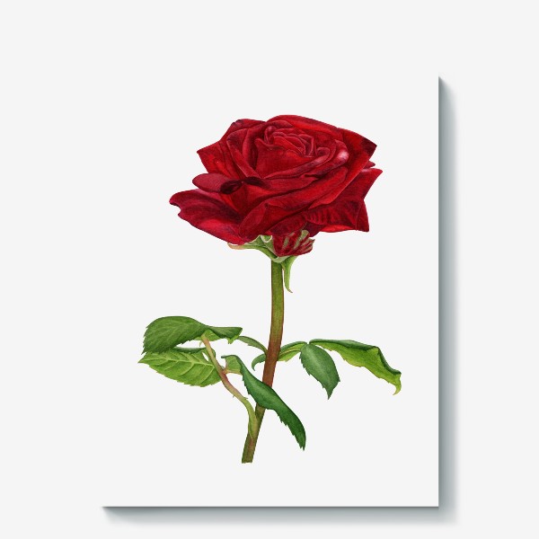 Холст «Red rose»