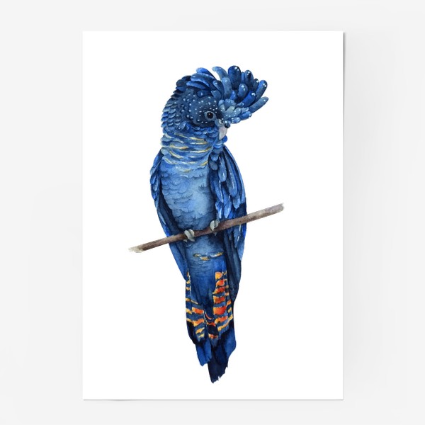 Постер «Синий попугай»