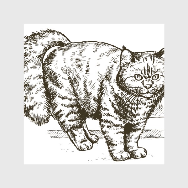 Скатерть «графика пушистый кот»