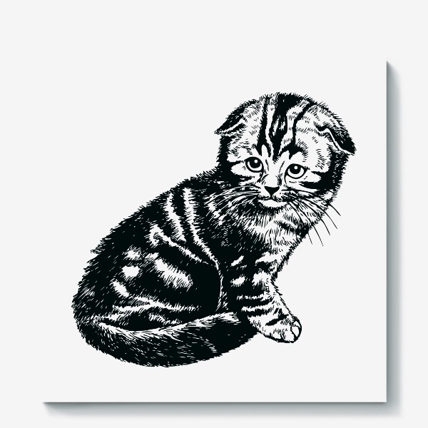 Холст «вислоухий шотландский котенок рисунок графика»