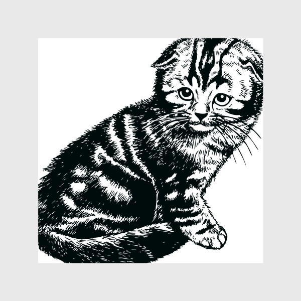 Шторы «вислоухий шотландский котенок рисунок графика»