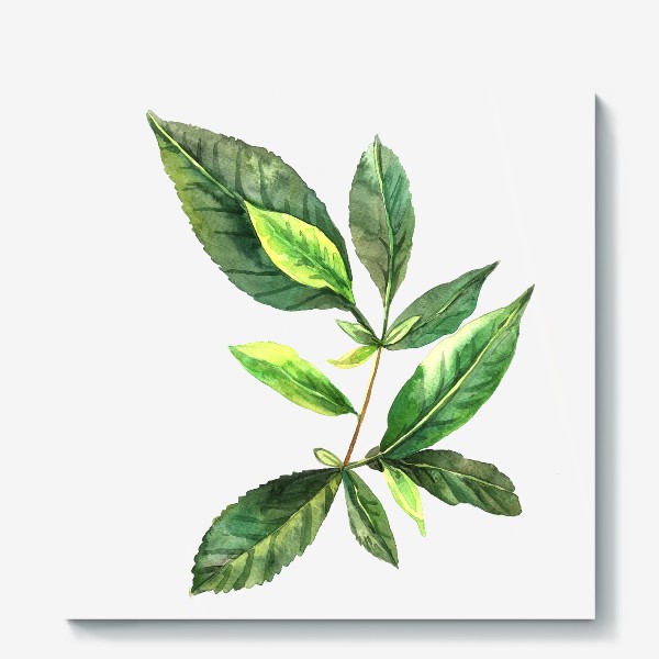Холст «Зеленый чай. Ботанический скетч. »
