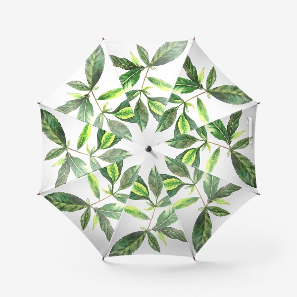 Зонт «Зеленый чай. Ботанический скетч. »