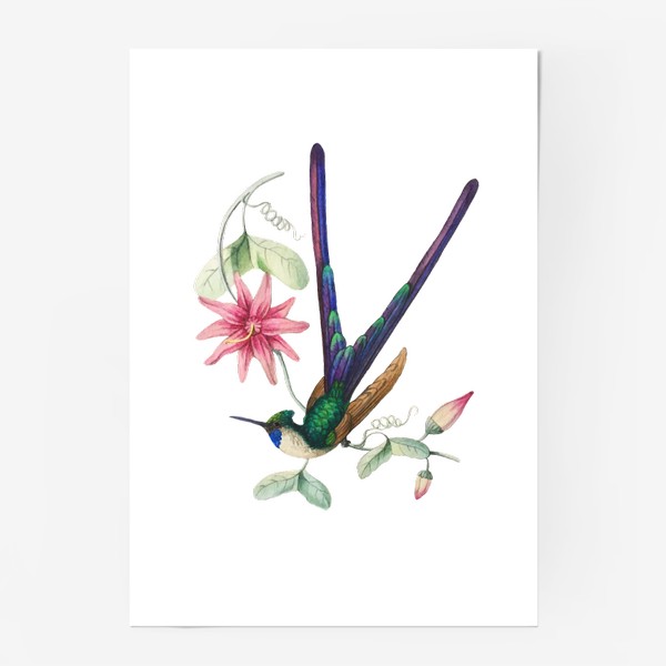 Постер «Колибри с фиолетовым хвостом»