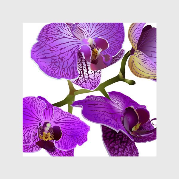 Шторы &laquo;Кустик орхидеи фиолетового цвета векторная иллюстрация&raquo;