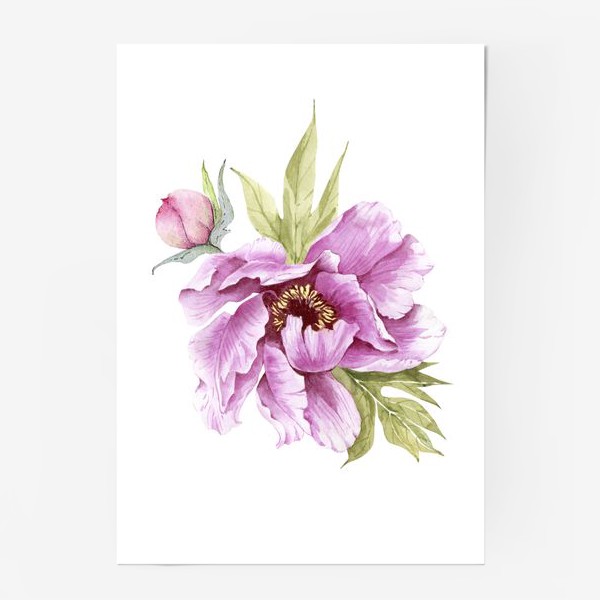 Постер «розовый цветок пиона с бутоном »