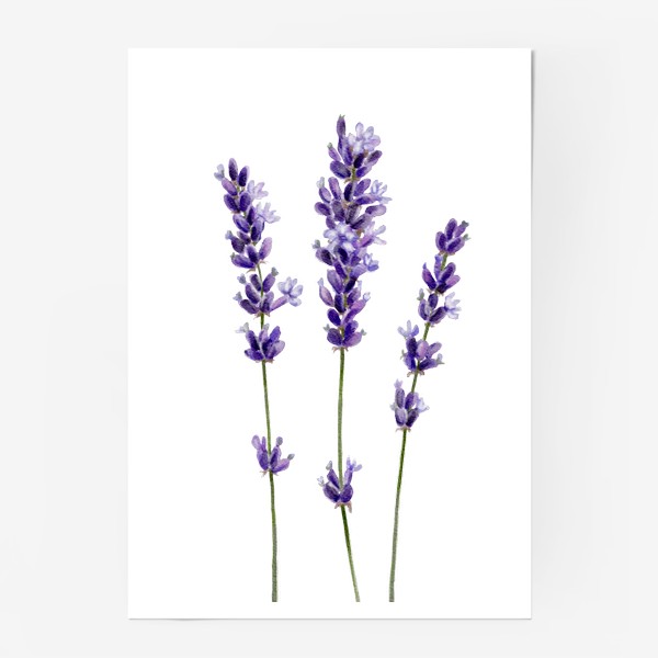 Постер «Лаванда. Фиолетовые цветы. Летний принт.»