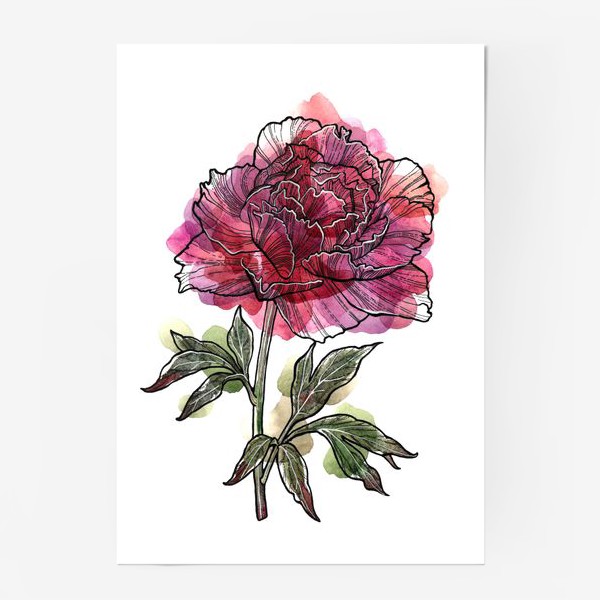 Постер «Розовый пион. Цветы. Акварель»