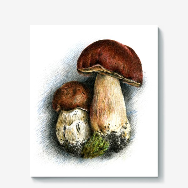 Холст «Белый грибы»