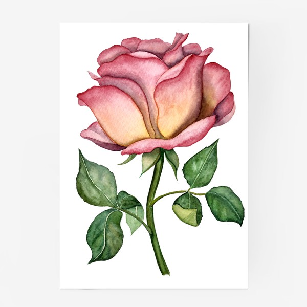 Постер «Акварельная роза.»