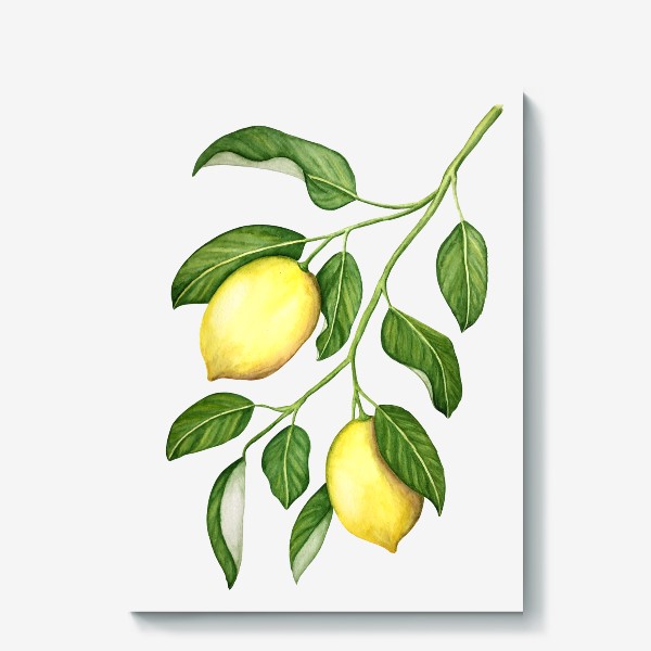 Холст «Ветка с лимонами. Акварель.»