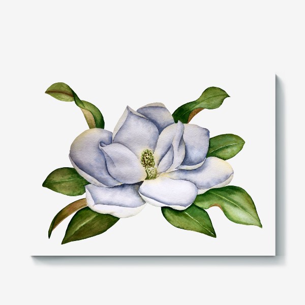 Холст «Белый цветок магнолии. Акварель»