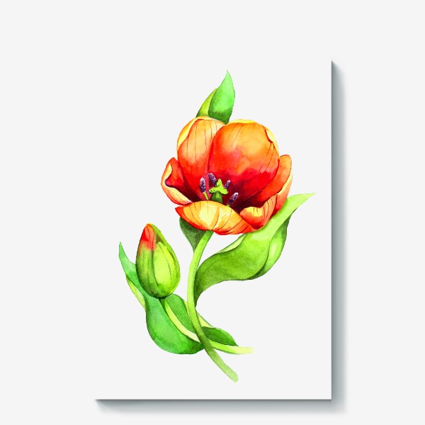 Холст «Красный акварельный тюльпан»