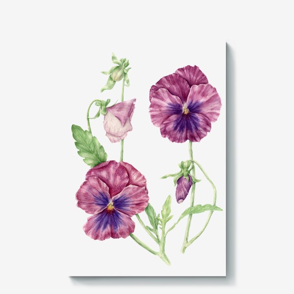 Холст &laquo;Акварельный цветок, ботаническая иллюстрация - элегантная фиалка.&raquo;