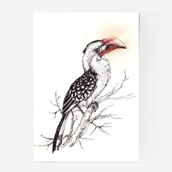 Постер «Красноклювый токо. Птицы»