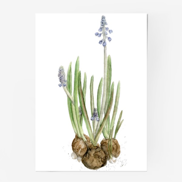 Постер &laquo;Акварельный цветок - нежный весенний гиацинт.&raquo;
