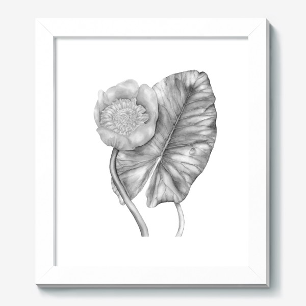 Картина «Черно-белый элегантный цветок. Кувшинка, нарисованная вручную.»,  купить в интернет-магазине в Москве, автор: Дарья Машарова, цена: 4550  рублей, 77880.146957.1525732.5580828