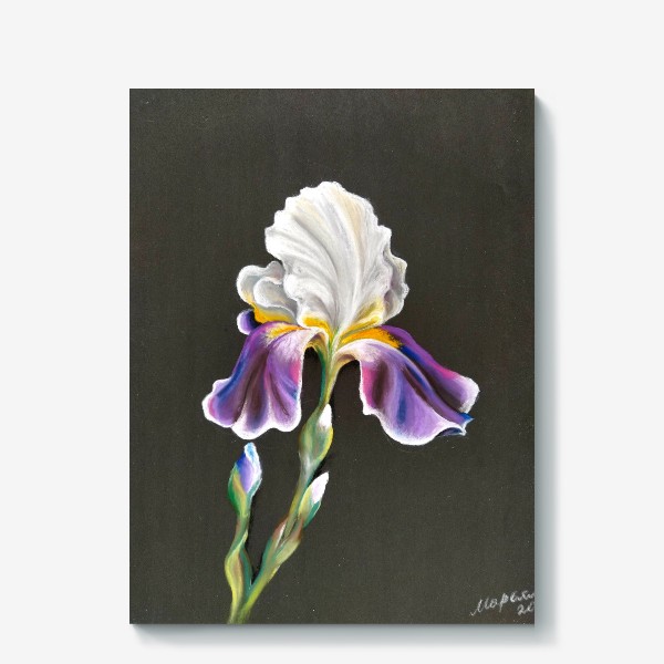 Холст «Бело-фиолетовый цветок, Ирис сухой пастелью на темном фоне»