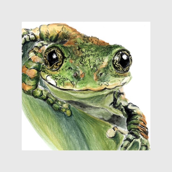 Шторы «Зеленая лягушка на листе улыбается»