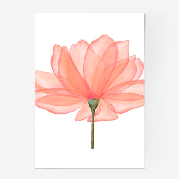 Постер «Розовый цветок»