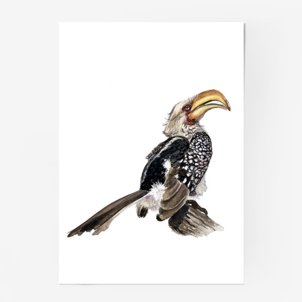 Постер «Африканская птица желтоклювый токо»