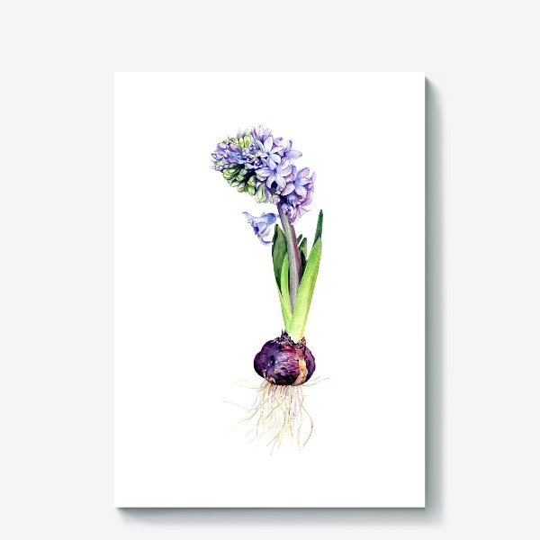 Холст «Гиацинт. Hyacinthus»