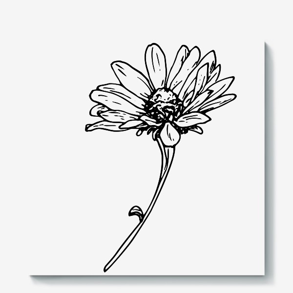 Холст «цветок ромашки или гелиопсиса. простой скетч летнего цветка черной линией сбоку»