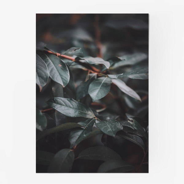 Постер «Ветка с листьями»