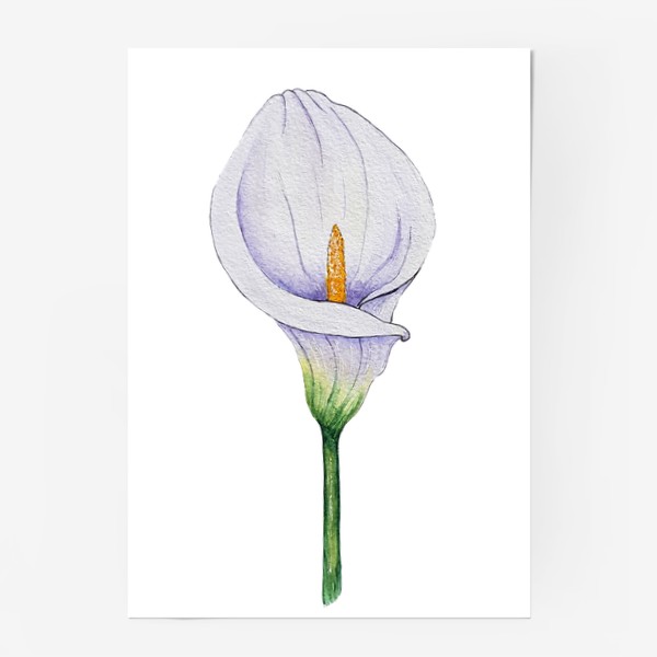 Постер «Белый цветок калла.»