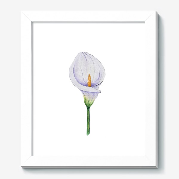 Картина «Белый цветок калла.»