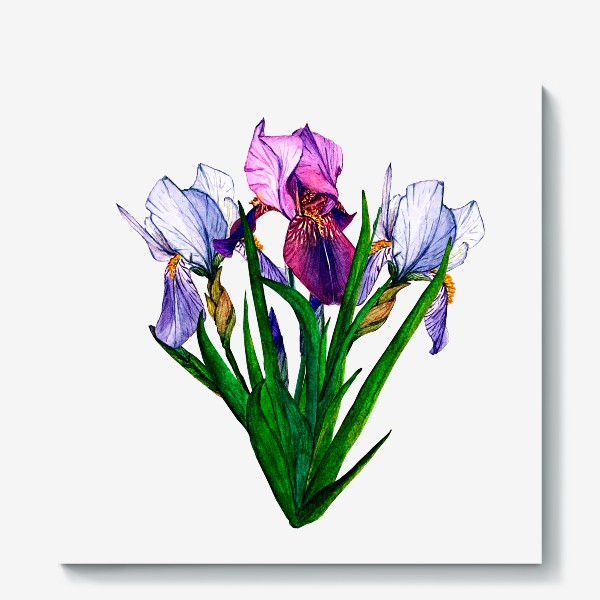 Холст «irises»