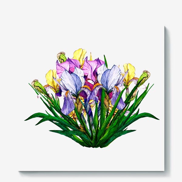 Холст «Irises»