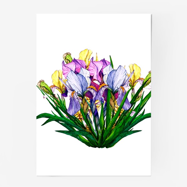 Постер «Irises»