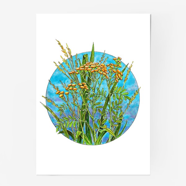 Постер «Пижма, цветы, трава, круг»