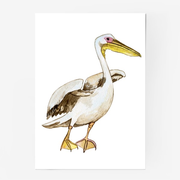 Постер «Белый пеликан акварель»