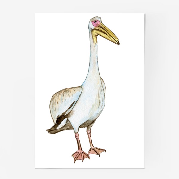 Постер «Акварельный белый пеликан птица»