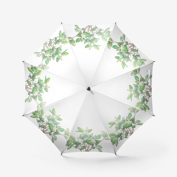 Зонт «Фикус цветок в горшке. Акварель.»