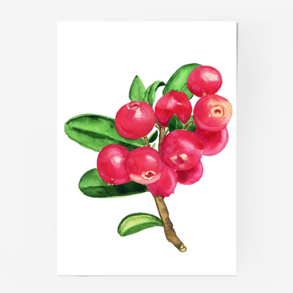 Постер «Акварельная брусника красная ягода севера»