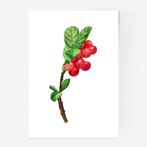 Постер «Брусника акварельная вкусная ягода красная »