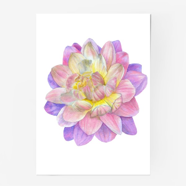 Постер «Цветы Фиолетовая Хризантема Подарок»