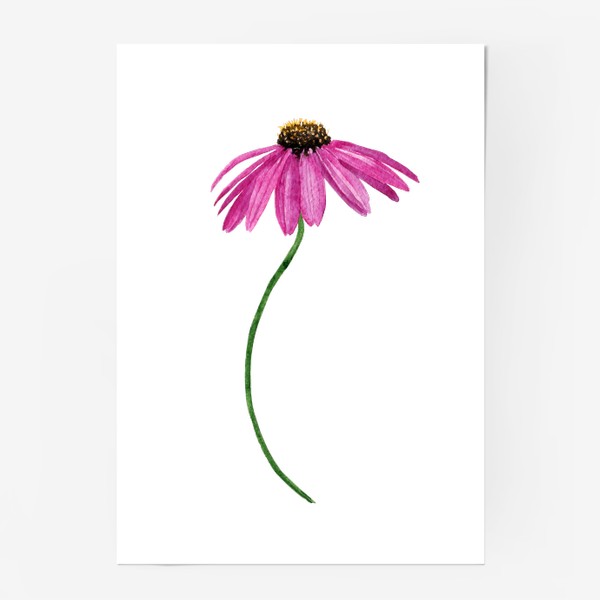 Постер «Розовый цветок эхинацеи акварельный»