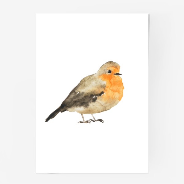 Постер «Птица оранжевая малиновка, акварельный принт»