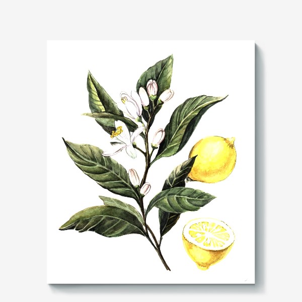 Холст «Лимон. Ботаническая иллюстрация»