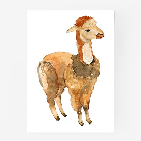 Постер «Лама альпака мексиканская, акварельный принт»
