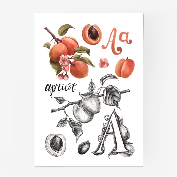 Постер «Алфавит (буква А)»